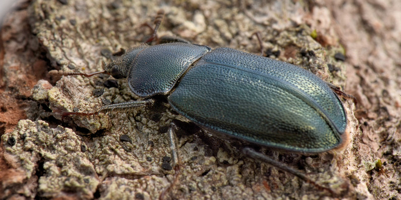 Lucanidae: Platycerus caraboides, femmina